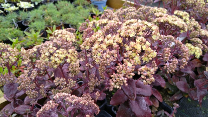 Sedum 'Eline' Очиток